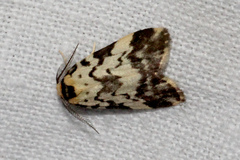 Goniosema anguliscripta