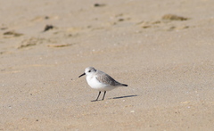 Calidris alba