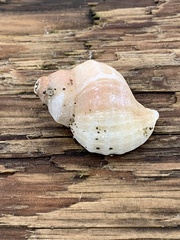 Nucella lamellosa