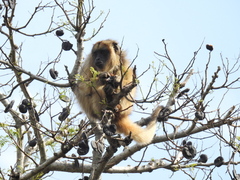 Alouatta caraya