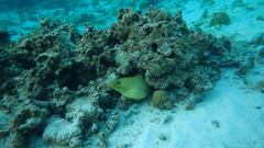 Gymnothorax funebris