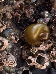 Halosaccion glandiforme
