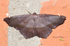 Paragonia cruraria