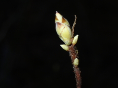 Rhododendron viscosum