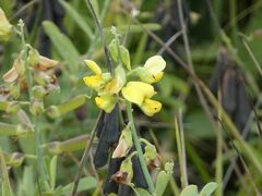 Crotalaria retusa