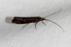 Hydrobiosidae