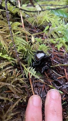 Pseudoplectania melaena