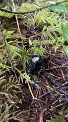 Pseudoplectania melaena