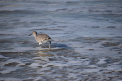 Tringa semipalmata