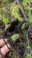 Pseudoplectania melaena