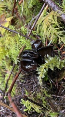 Pseudoplectania melaena