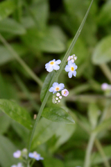 Myosotis asiatica