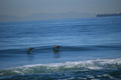 Pelecanus occidentalis