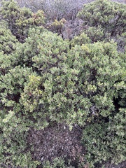 Arctostaphylos pumila