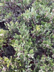 Arctostaphylos pumila