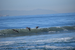 Pelecanus occidentalis