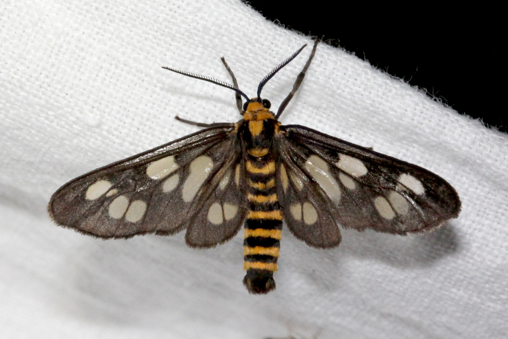Eressa strepsimeris