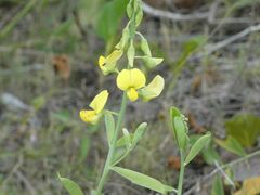 Crotalaria retusa