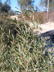 Phillyrea angustifolia