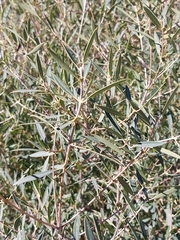 Phillyrea angustifolia