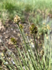 Carex athrostachya