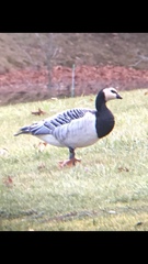 Branta leucopsis
