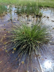 Carex athrostachya