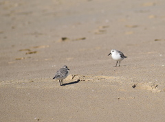 Calidris alba