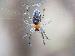 Alpaida veniliae