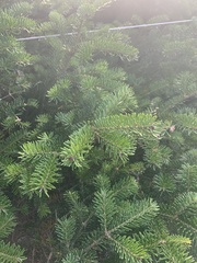 Picea glauca