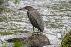 Tigrisoma fasciatum image