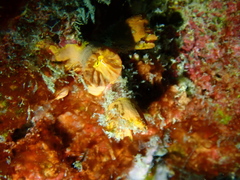 Tubastraea