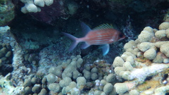 Holocentrus adscensionis