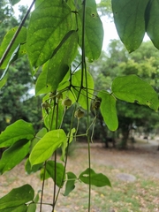 Mucuna gigantea