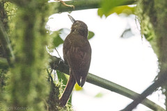 Dendrocincla fuliginosa