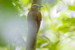 Dendrocolaptes sanctithomae