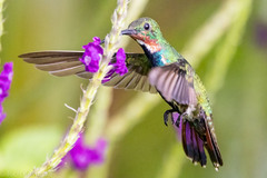 Anthracothorax prevostii