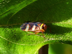 Licontinia introducens