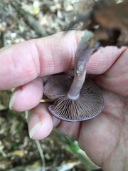 Cortinarius iodes image