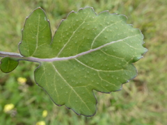Brassica fruticulosa