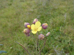 Brassica fruticulosa