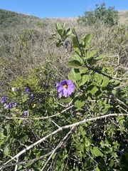 Solanum xanti
