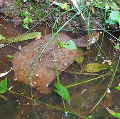 Hydromedusa maximiliani