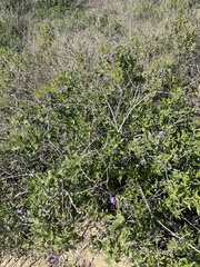 Solanum xanti