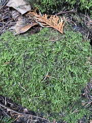 Plagiothecium undulatum