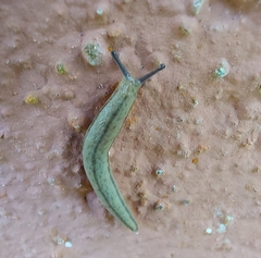 Meghimatium pictum