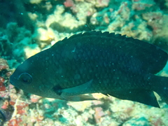 Pomacentrus microspilus