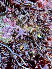 Leptasterias hexactis