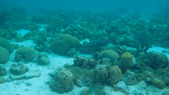 Mycteroperca bonaci