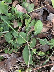 Salvia lyrata
